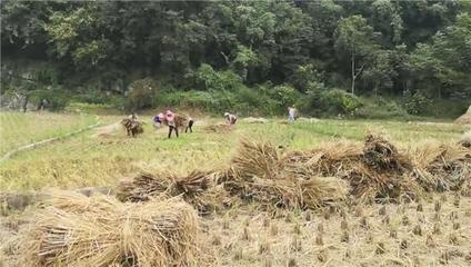 世农肥业打造秸秆综合利用生态示范项目,助力贵州脱贫攻坚